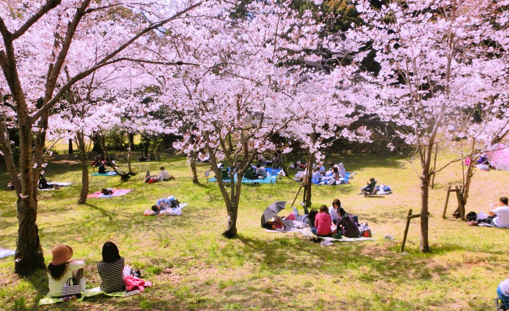 桜の下で過ごす地域イベント